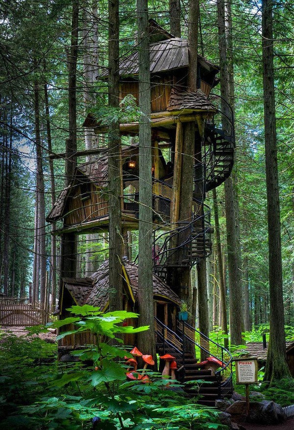 Căn nhà trên cây tại British Columbia, Canada.